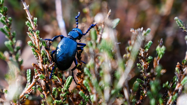 A shiny black beetle climbs heathland plants